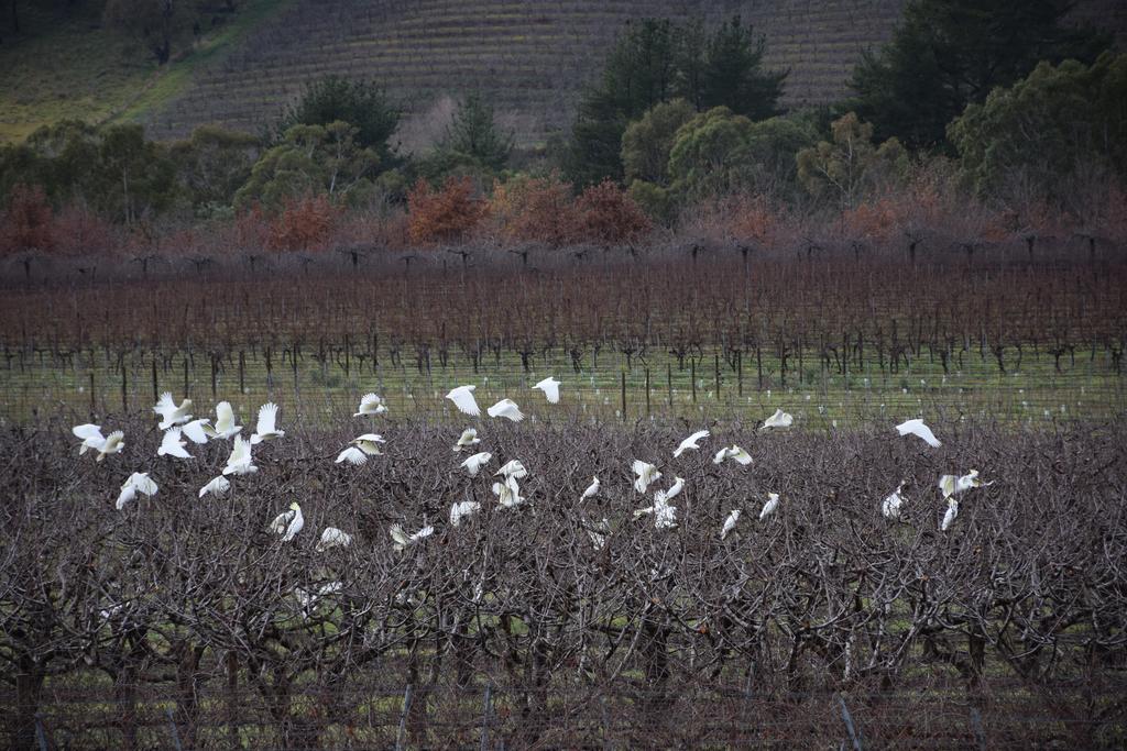 فندق Borrodell Vineyard أورنج المظهر الخارجي الصورة