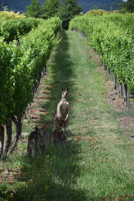 فندق Borrodell Vineyard أورنج المظهر الخارجي الصورة